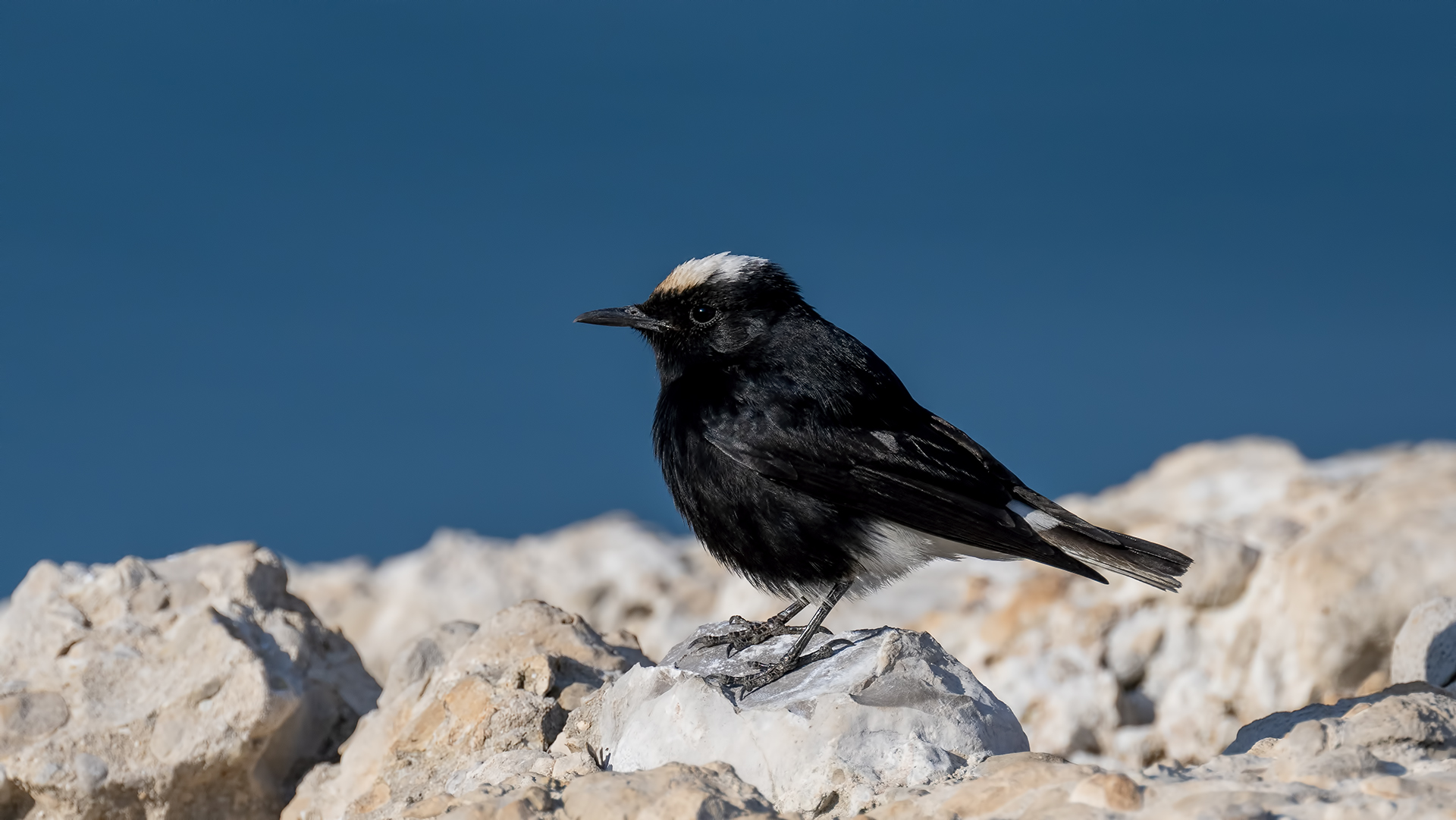 White-crowned Wheatear